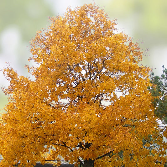 Mixed Hickory Tree Set of 2 - 8-12 Inch Live Carya spp. Starter Plants for Landscaping Gardening