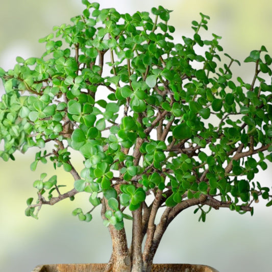 Large Portulacaria Afra Elephant Bush Cuttings – Dwarf Jade Succulent Starter Plants – Live Plant Propagation, 100 Cuttings