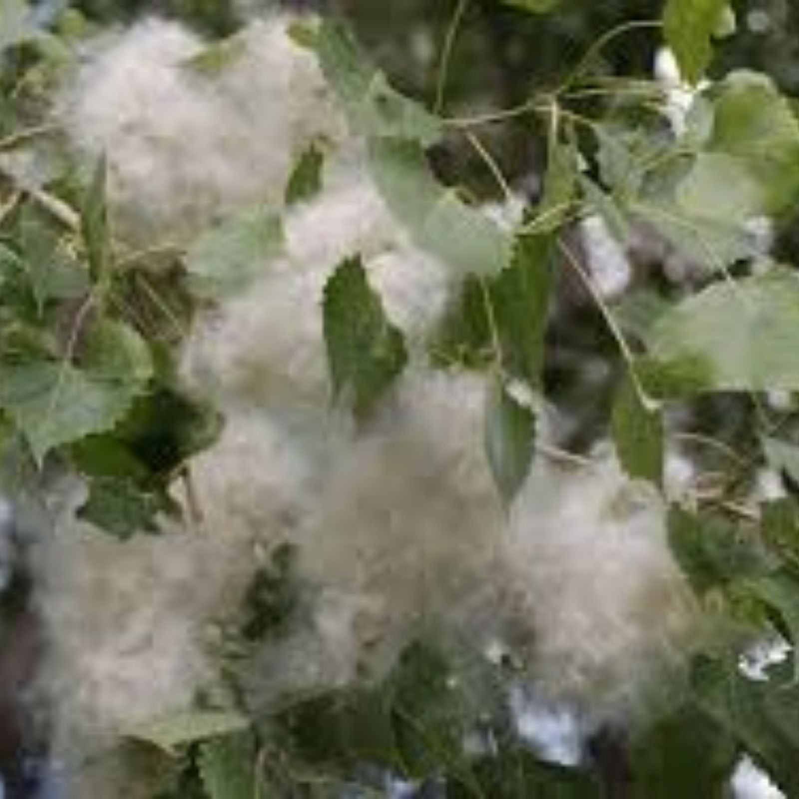 Cottonwood Tree Cuttings 2 Pack - Fast Growing Shade Tree - Populus deltoides - Live Planting Material - Easy to Grow