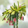 Variegated Dragon Fruit Plant Hylocereus undatus Tropical Succulent Live Cutting Garden Starter