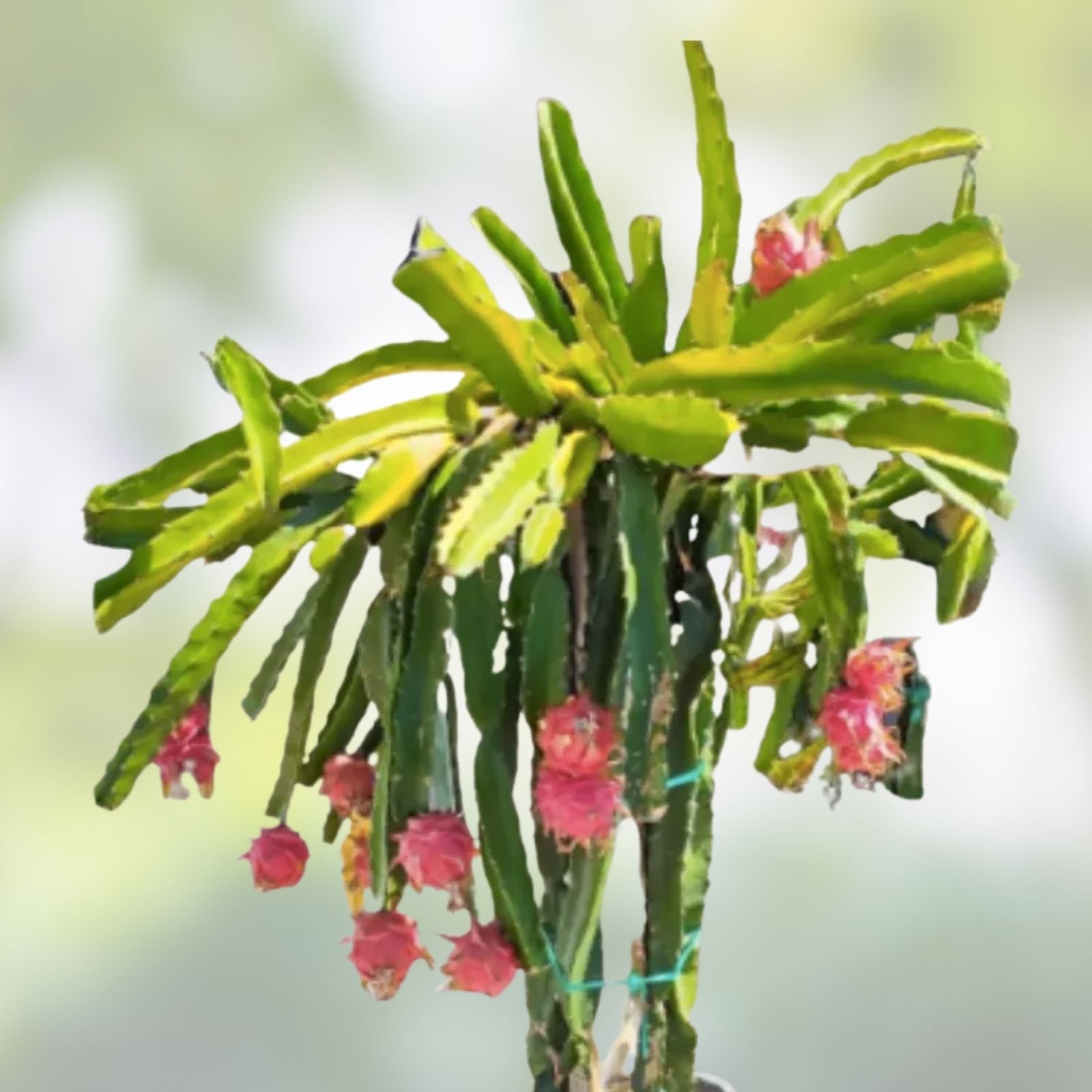 Variegated Dragon Fruit Plant Hylocereus undatus Tropical Succulent Live Cutting Garden Starter