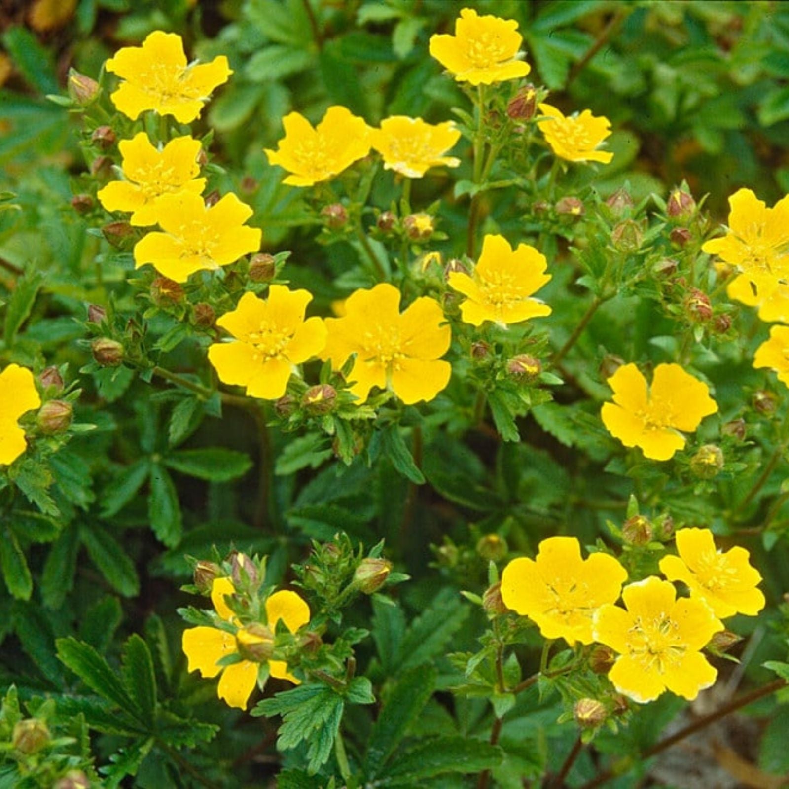 Potentilla aurea Seeds 5000 Count | Golden Cinquefoil Perennial Planting Seeds for Garden, Landscaping, Flower Bed