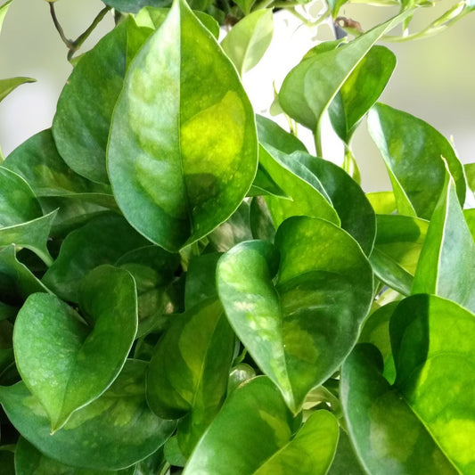 Live House Plant Cuttings – Pothos Epipremnum aureum & Wandering Jew Tradescantia zebrina, Indoor Gardening, Starter Plants