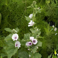 Busy Lizzy Impatiens walleriana Seeds 1000 Count Super Elfin Seaside Mix Flowering Plants for Garden Landscaping