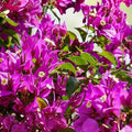 Purple Bougainvillea Plant 20" Live Shrub Vine Ornamental Garden Flower Bougainvillea glabra