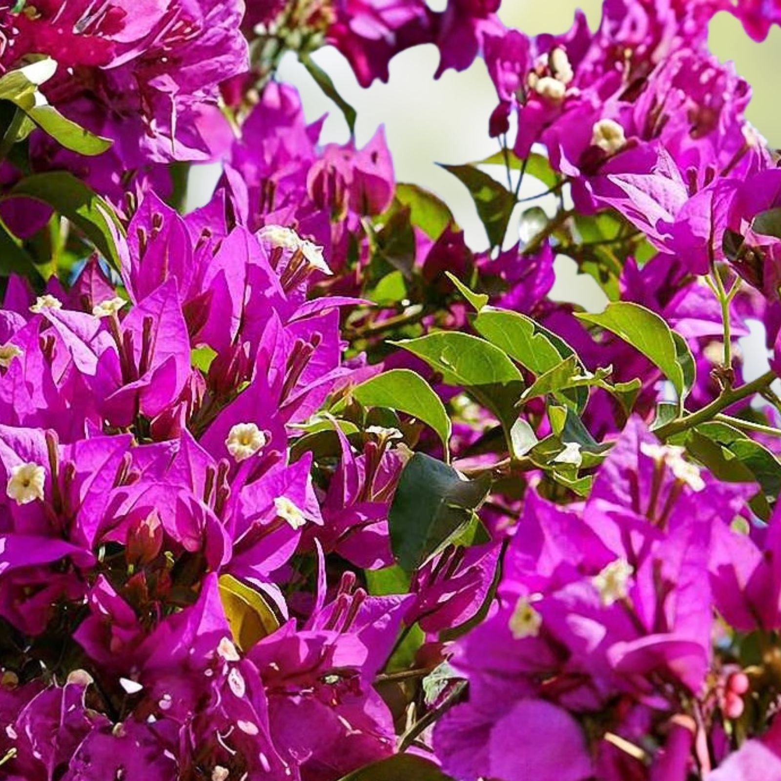 Purple Bougainvillea Plant 20" Live Shrub Vine Ornamental Garden Flower Bougainvillea glabra