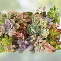 Assorted Succulent Cuttings 35 Pieces | Live Succulents Collection | Over 50 Varieties for Planting & DIY Arrangements