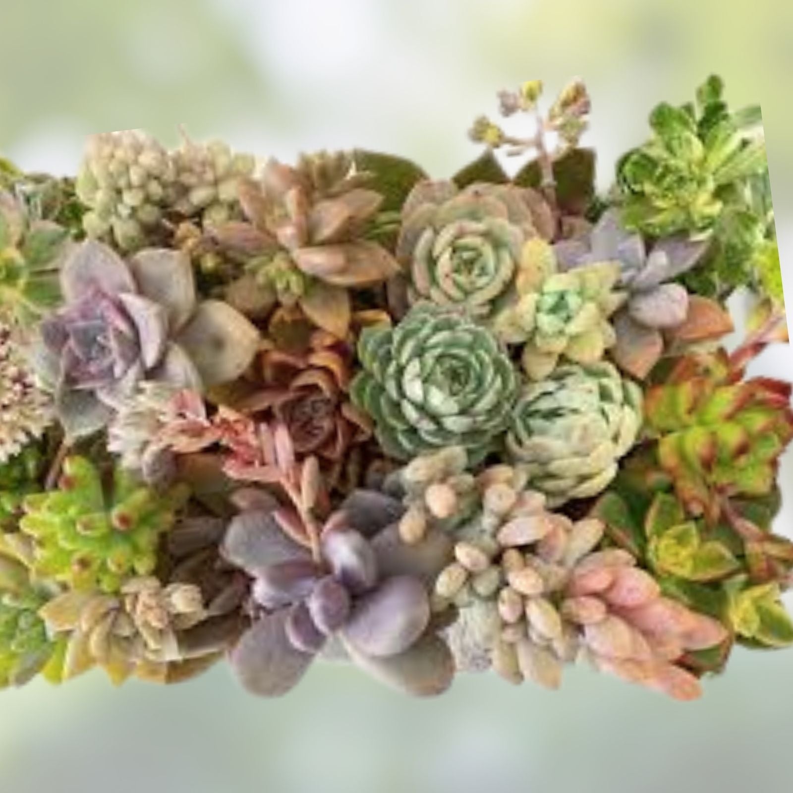 Assorted Succulent Cuttings 35 Pieces | Live Succulents Collection | Over 50 Varieties for Planting & DIY Arrangements