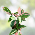 Syngonium Red Spot Tricolor Houseplant 3 Inch Pot, Live Indoor Plant, Rooted Cutting, Houseplant, Syngonium podophyllum
