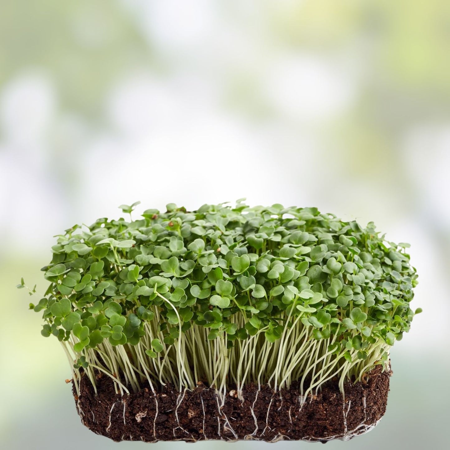 Non-GMO Arugula Microgreen Seeds 13 oz - Sprouting Seeds for Healthy Microgreens, Eruca sativa, Live Plant, Starter, Organic