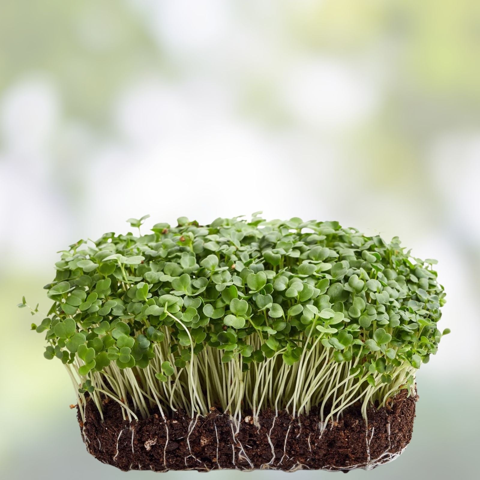 Non-GMO Arugula Microgreen Seeds 13 oz - Sprouting Seeds for Healthy Microgreens, Eruca sativa, Live Plant, Starter, Organic