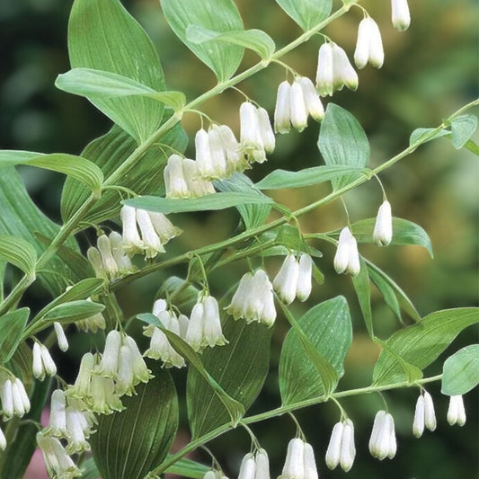 Great Solomon's Seal Seeds 20 Pack – Polygonatum biflorum Perennial Planting Seeds for Gardens, Live Plant, Bare Root, Starter Plant