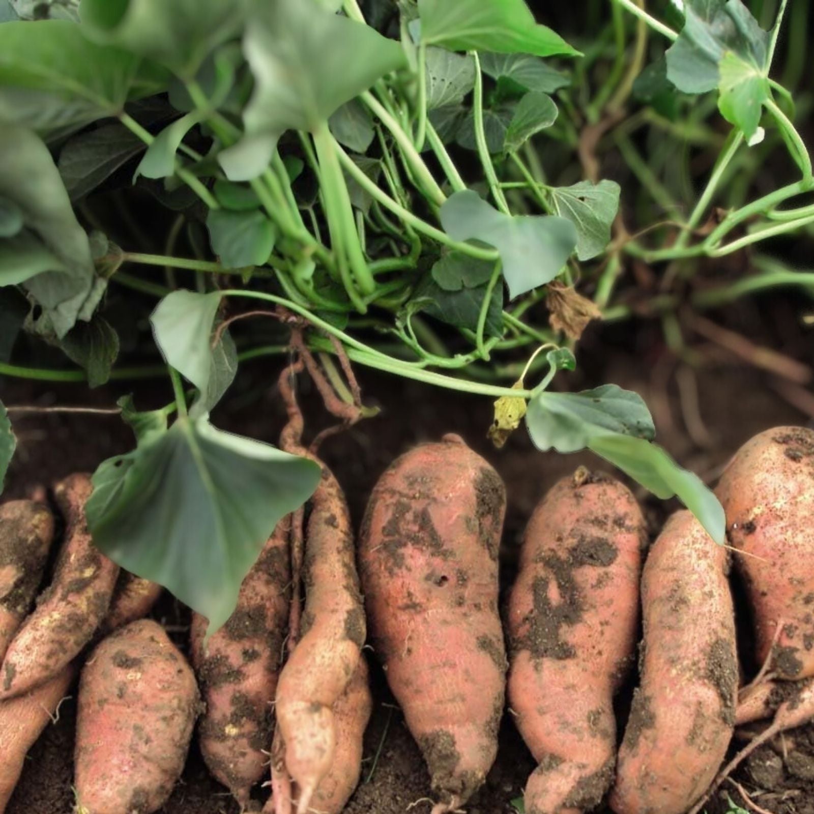Rooted Sweet Potato Slips 10 Pack | Organic Ipomoea batatas Plant Cuttings for Gardening | Healthy, Easy to Grow