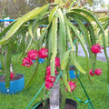 Dragon Fruit Succulent Cactus | Epiphyllum Pitahaya | Vibrant Tropical Plant for Indoor & Outdoor Gardens