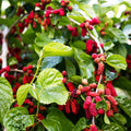 Dwarf Thai Mulberry Cuttings Morus alba var. Thai Organic Live Plant Grafting Starter Bare Root