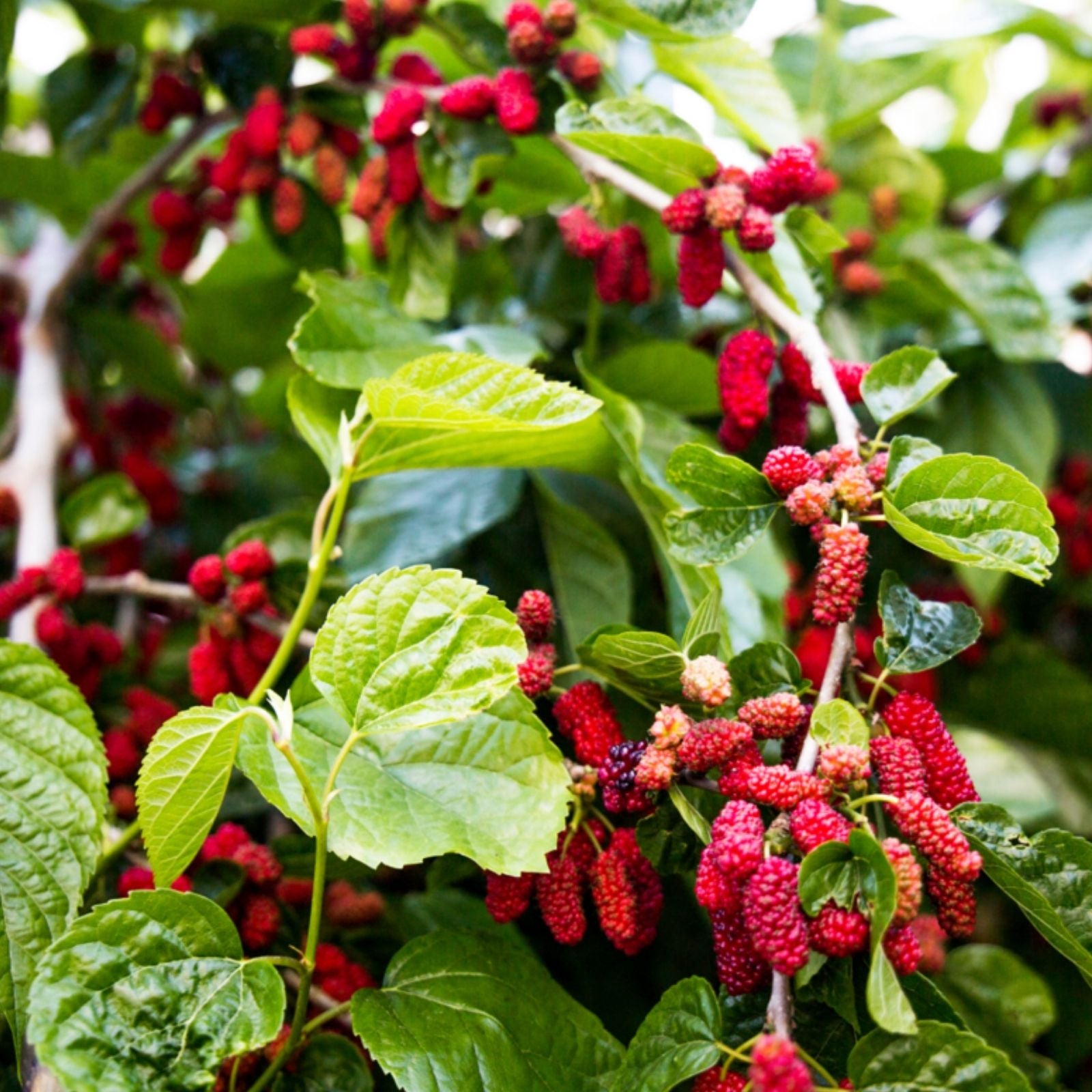 Dwarf Thai Mulberry Cuttings Morus alba var. Thai Organic Live Plant Grafting Starter Bare Root