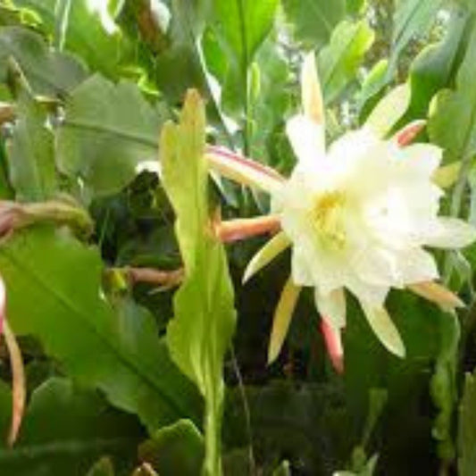 Night Blooming Cereus Cutting 10-12 Inches | White Epiphyllum oxypetalum Succulent | Rare Blooming Houseplant | Live Cactus Plant Fast Shipping