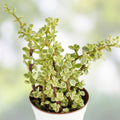 Variegated Elephant Bush Cuttings 6 Pack Mini Jade Crassula perfoliata var. Falcata Live Plant Starter 5 Inches