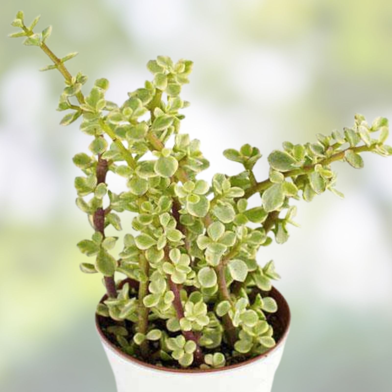 Variegated Elephant Bush Cuttings 6 Pack Mini Jade Crassula perfoliata var. Falcata Live Plant Starter 5 Inches