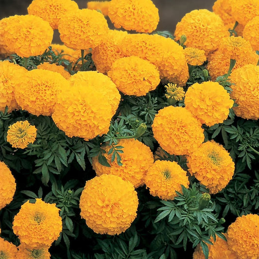 Marigold Seeds 1,200 Count Tagetes erecta Garden Flower Seeds Multi-Colored for Planting and Gardening