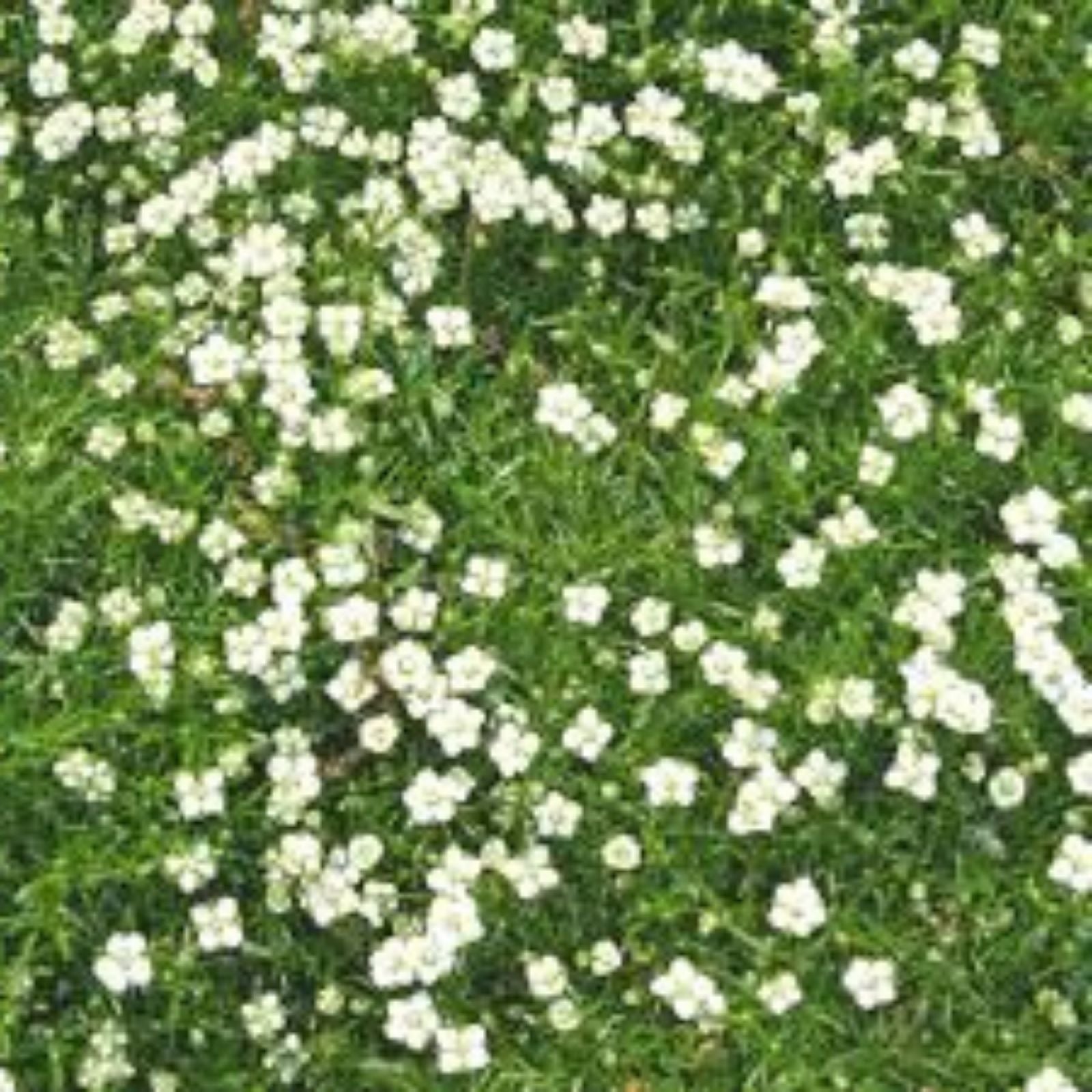Irish Moss Seeds 100g Ground Cover Cotula spp. Low Maintenance Evergreen Garden Planting