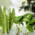 Rooted Plant Cuttings 15 Assorted Varieties for Propagation, Houseplants, Gardening Supplies