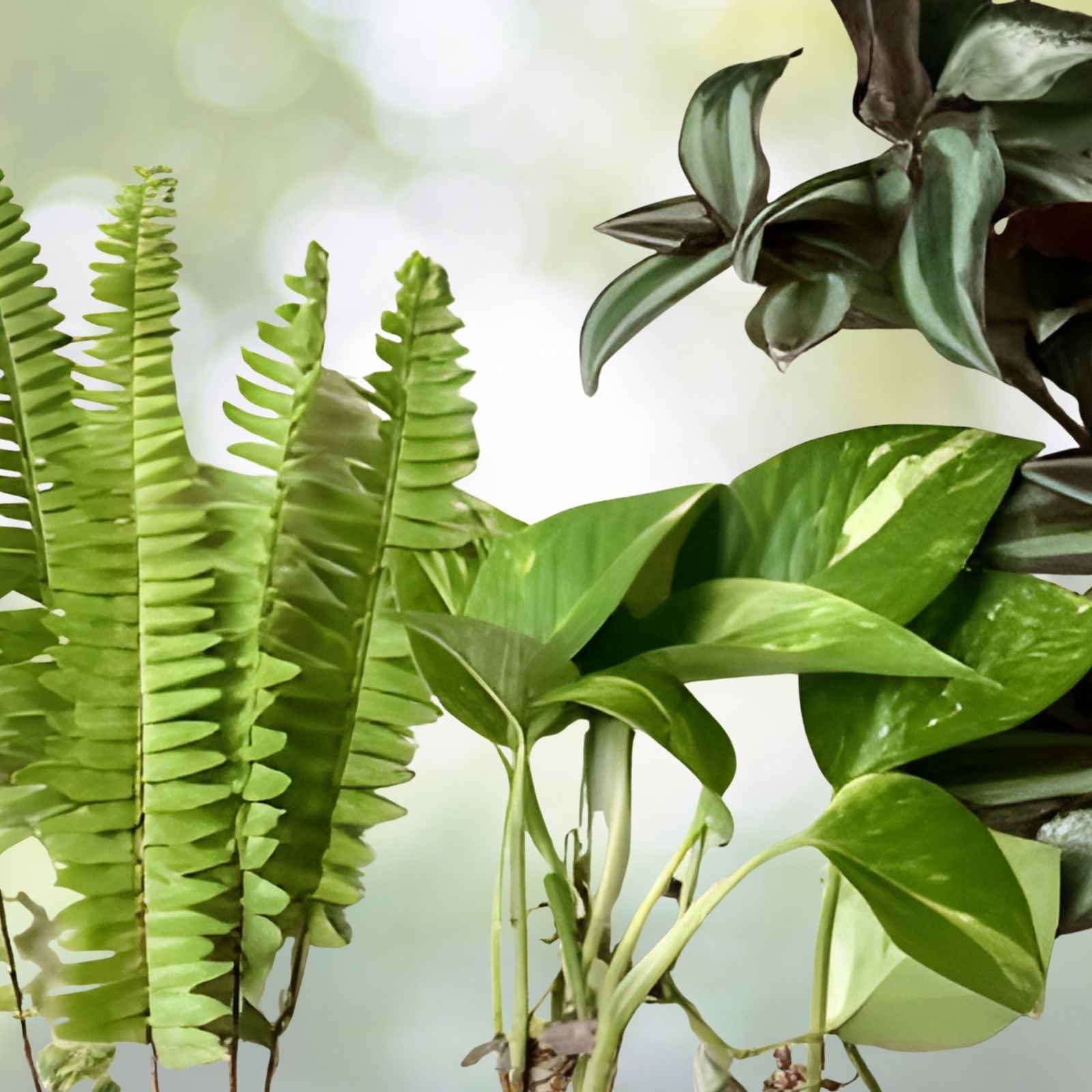 Rooted Plant Cuttings 15 Assorted Varieties for Propagation, Houseplants, Gardening Supplies