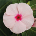 Vinca Seeds 500 Count Sunsplash Apricot Flowering Plant Live Starter Seeds for Garden Landscape Catharanthus roseus