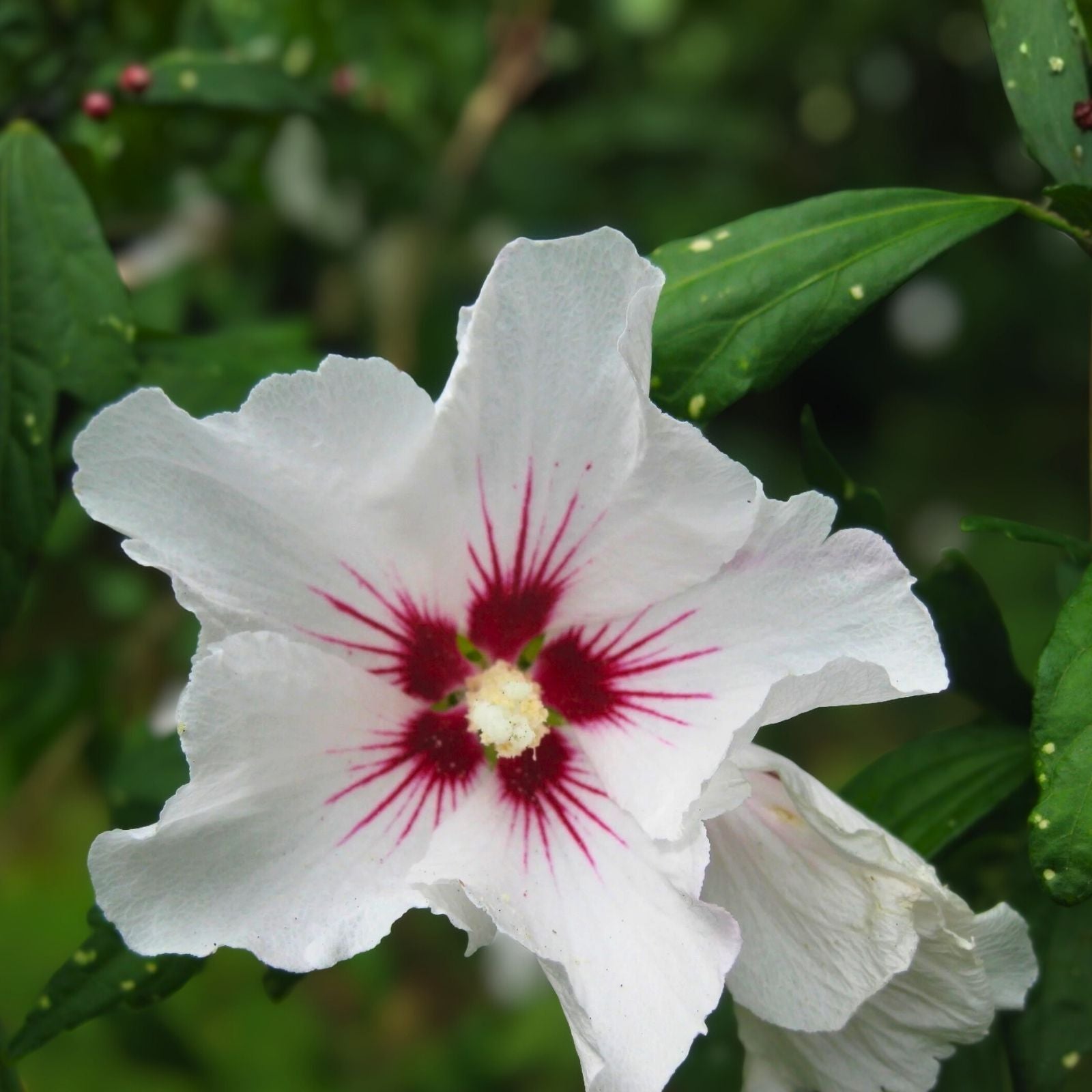 Hibiscus Syriacus Live Plant – 12-16" Bareroot Shrub with Double Red Flowers – Lucy Rose of Sharon Hardy Shrub