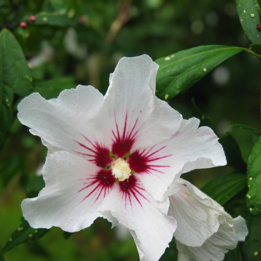 Hibiscus Syriacus Live Plant – 12-16" Bareroot Shrub with Double Red Flowers – Lucy Rose of Sharon Hardy Shrub