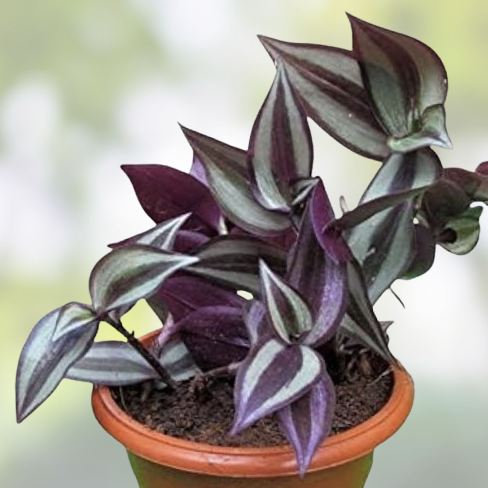 Wandering Jew House Plant Combo Tradescantia Zebrina Pallida Live Indoor Greenery Set Cutting