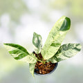 Variegated Epipremnum Giganteum Blue Java Tricolor Plant – Rare Indoor Houseplant, Non-Monstera Variety, Fresh Stock
