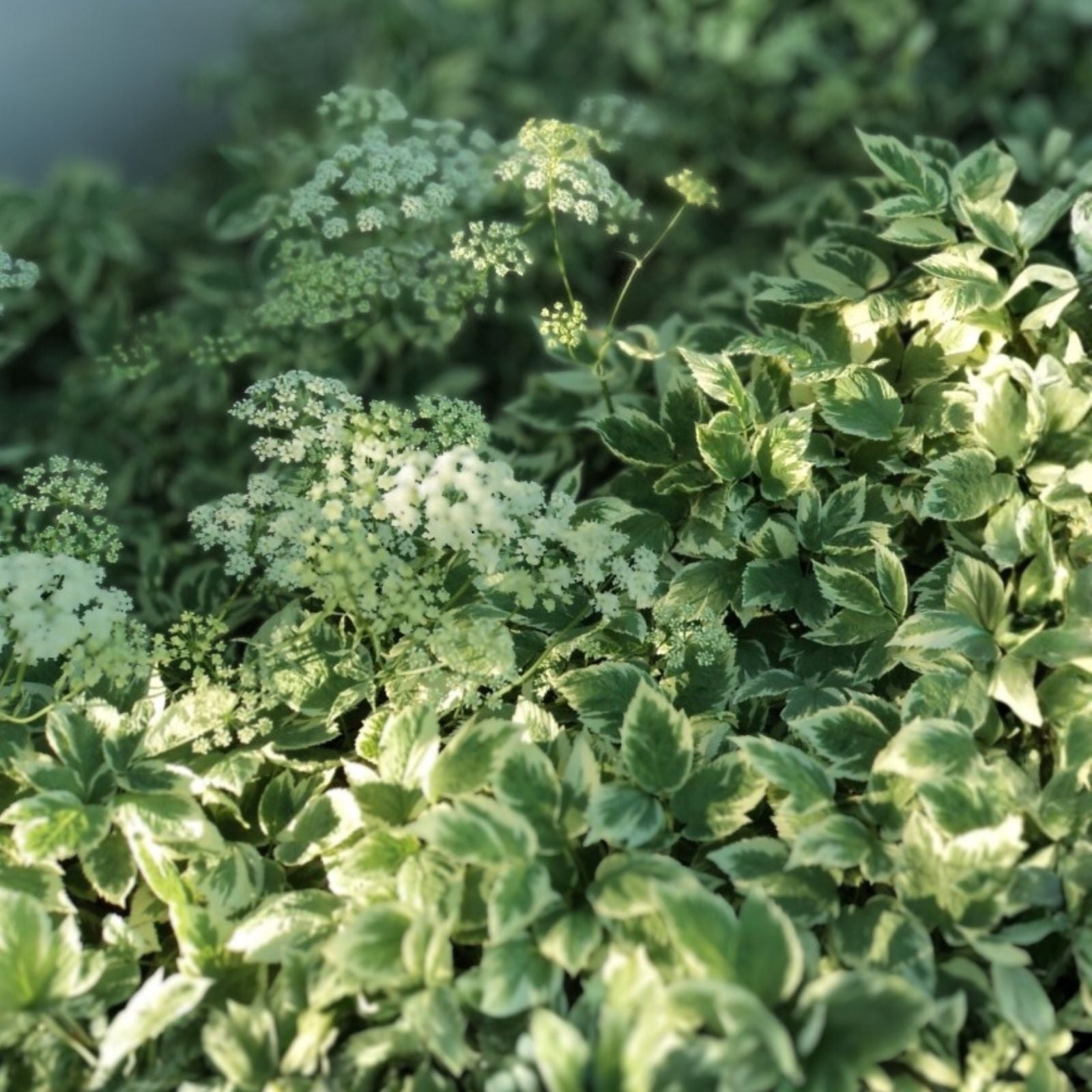 Variegated Ground Elder Live Plants Set of 2 | Aegopodium Podagraria 'Variegatum' Deer Resistant Houseplant