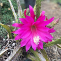 Epiphyllum Grand Baroque Orchid Cactus Rooted Cutting Tropical Indoor Plant Rare Houseplant