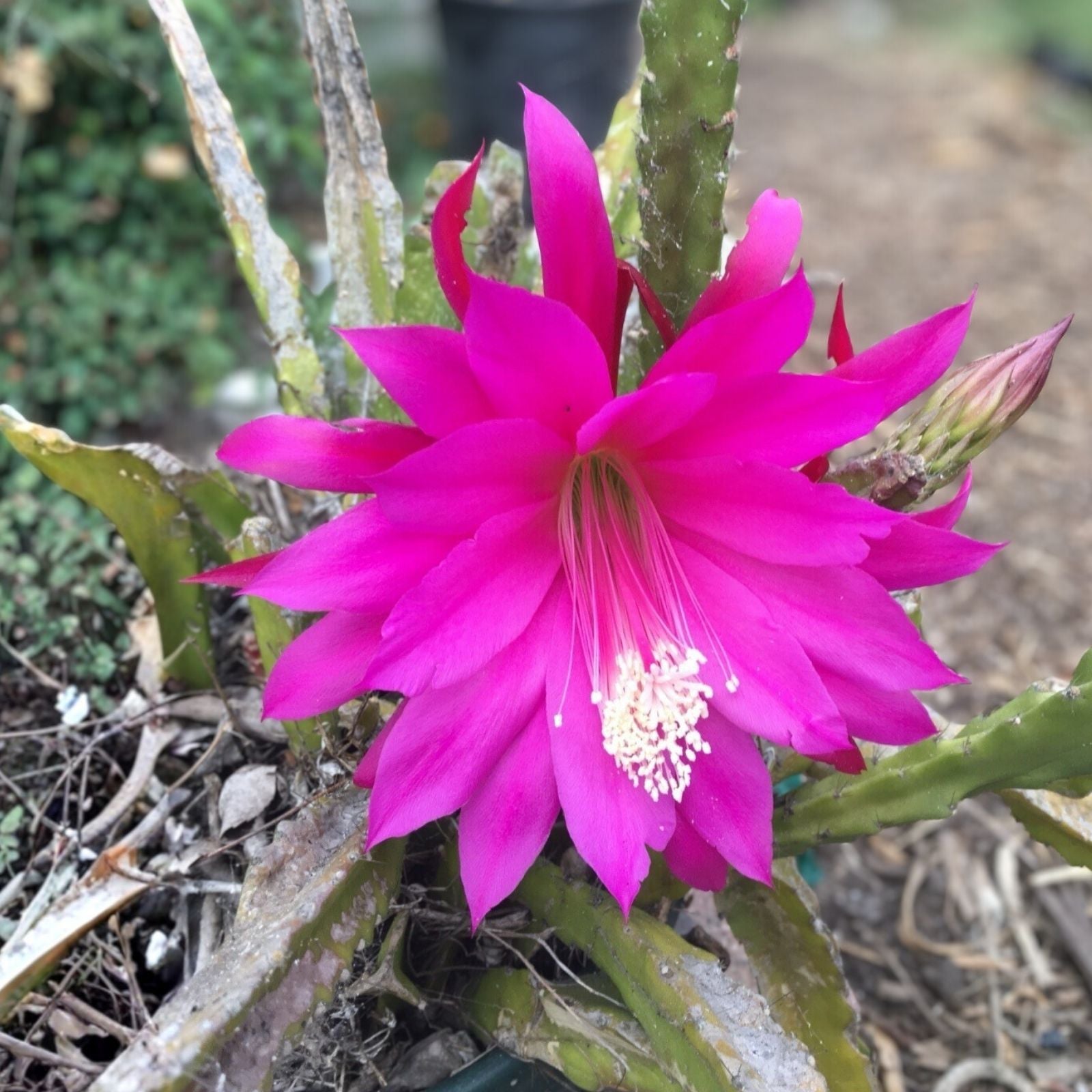 Epiphyllum Grand Baroque Orchid Cactus Rooted Cutting Tropical Indoor Plant Rare Houseplant