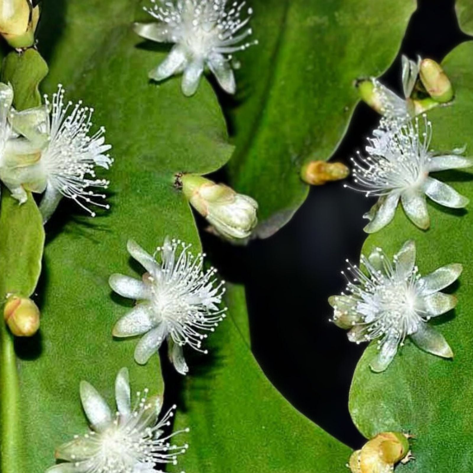 Rhipsalis aff. goebeliana Cutting 4 Inches Orchid Cactus Live Succulent Plant White Blooms Houseplant