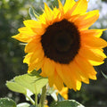 Golden Sunflower Seeds 100 Count Helianthus annuus Garden Wildflower Bird Feed Live Plant Cutting