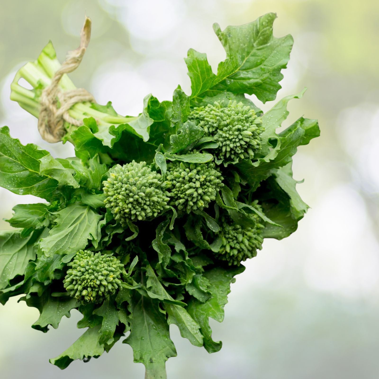 Broccoli Raab Seeds Heirloom Rapini Brassica rapa Culinary Garden Starter Plant Cutting Bare Root 25+