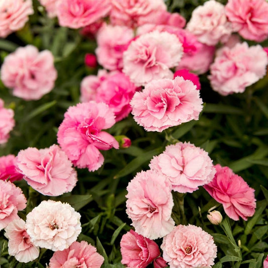 Dianthus Perennial Plant 4-Inch Pot Pink Fragrant Flower Live Garden Border Plant