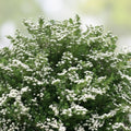 White Wedding Cake Spirea Cuttings 10 Pack, Unrooted 6-8 Inches, Spiraea x vanhouttei, Garden Landscaping, Live Plant Starter