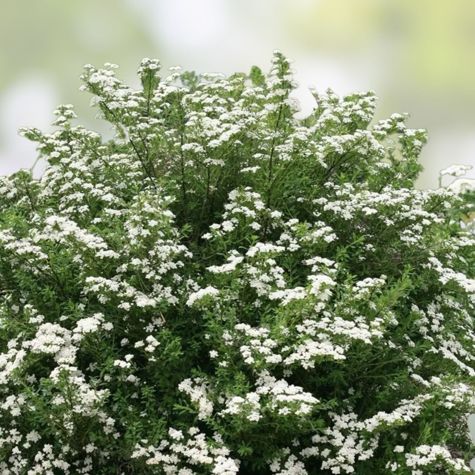 White Wedding Cake Spirea Cuttings 10 Pack, Unrooted 6-8 Inches, Spiraea x vanhouttei, Garden Landscaping, Live Plant Starter