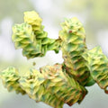 Variegated Crassula Perforata Succulent Pair 1" Live Plants, Crassula perforata 'Variegata' Houseplants, Starter Plants