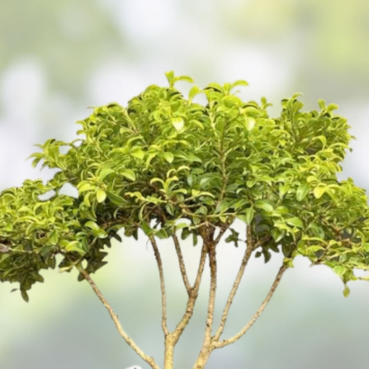 Mame Bonsai Tree 9” Kingsville Boxwood Buxus microphylla in Glazed Tea Pot Live Plant Starter Cutting