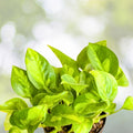 Pothos Cuttings Epipremnum aureum Houseplant Live Plant Starter Clippings Green Variegated 2 Pack