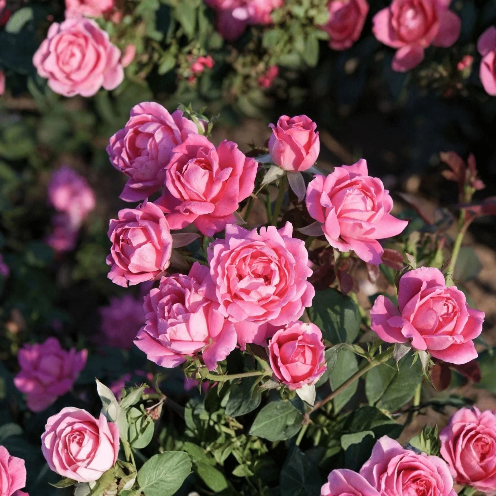 Double Pink Knock Out Roses Live Plant, Rosa 'Knock Out' Shrub, Flowering Garden Plant, Rooted Cutting, Pink Rose Bush