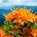 Dancing Rabbit Aromi Azalea Starter Plant - Deciduous Rhododendron Ornamental Shrub - Small Size, Fast Growing