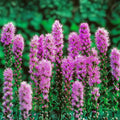 Purple Blazing Star Liatris spicata Bare Root Perennials Set of 3 Live Garden Flowers Zones 3-8