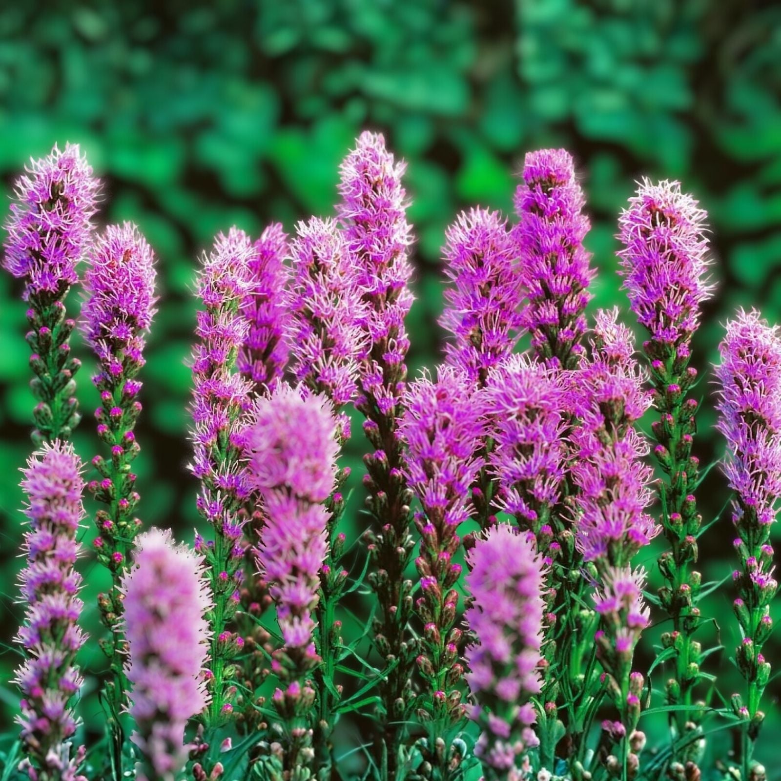 Purple Blazing Star Liatris spicata Bare Root Perennials Set of 3 Live Garden Flowers Zones 3-8