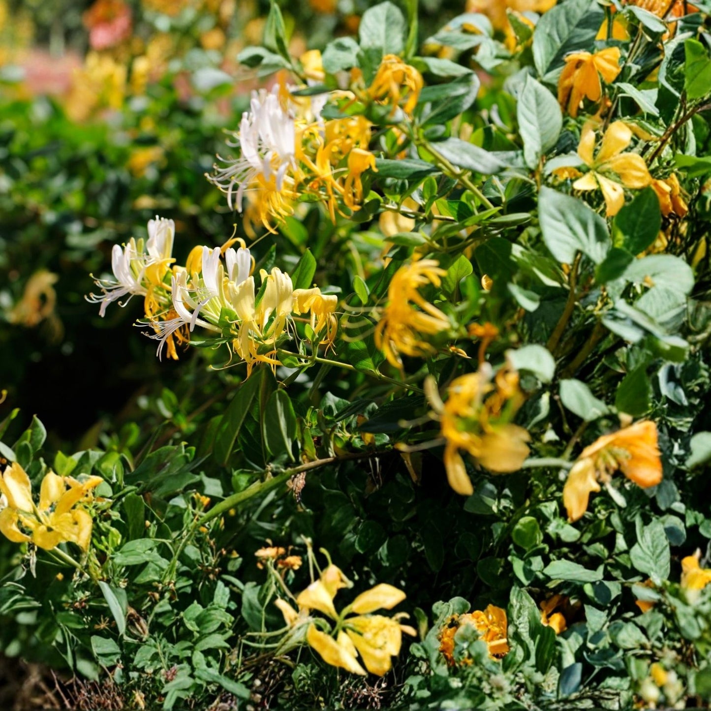 Japanese Honeysuckle Vine Live Rooted Plants Lonicera japonica Fragrant Climbing Plant Set