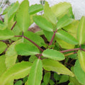 Bryophyllum pinnatum Live Plant – 10 Fresh Medicinal Herb Cuttings, Houseplant, Organic Indoor Gardening, Life Plant